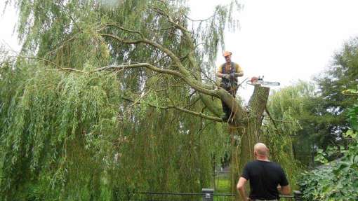 bomen rooien